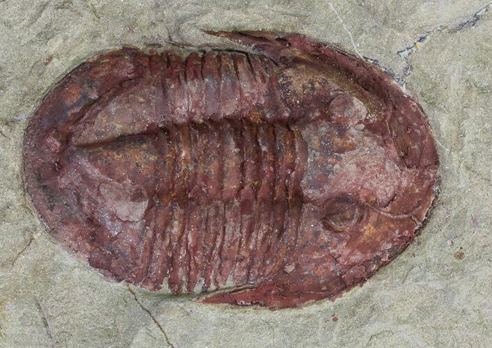 Red, Ordovician Trilobite (Asaphellus) - Morocco #81290